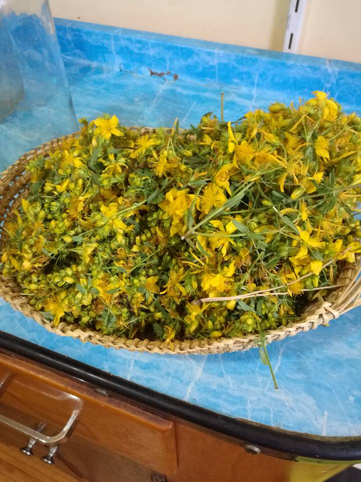A dish of bright yellow Hypericum flowers