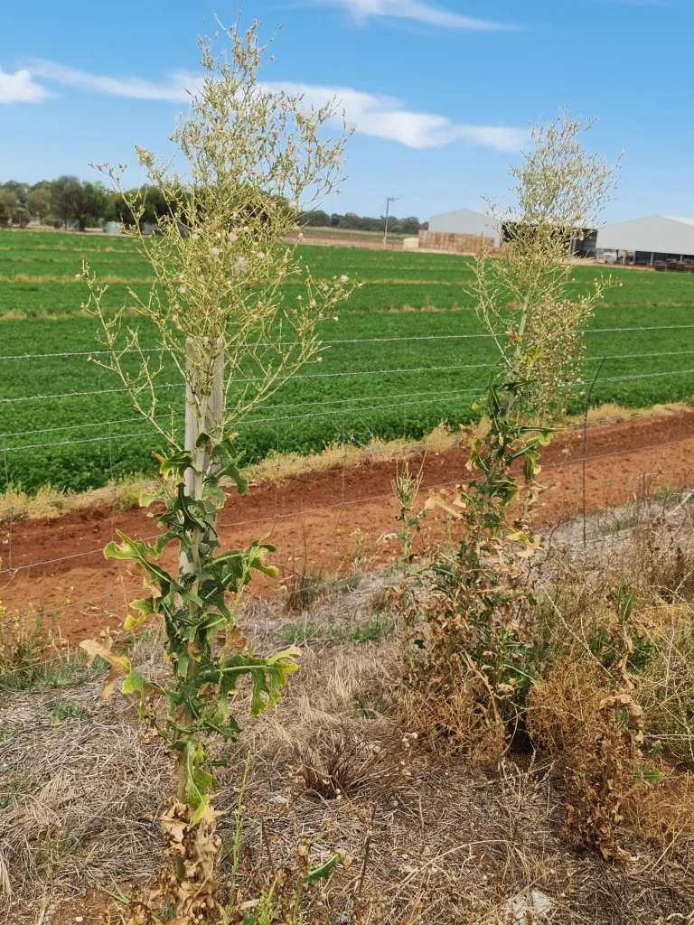 Prickly Lettuce