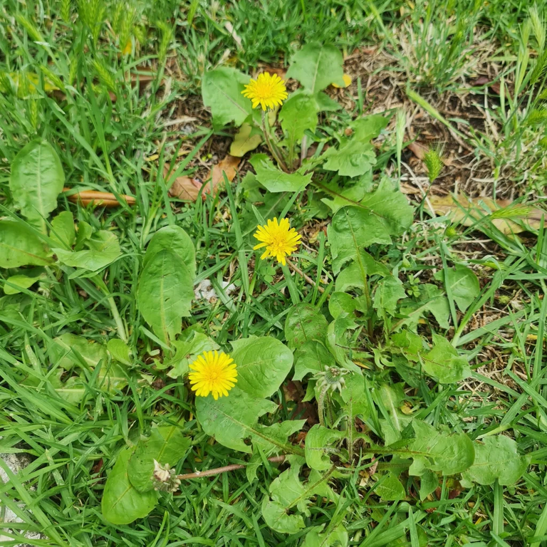 Dandelion