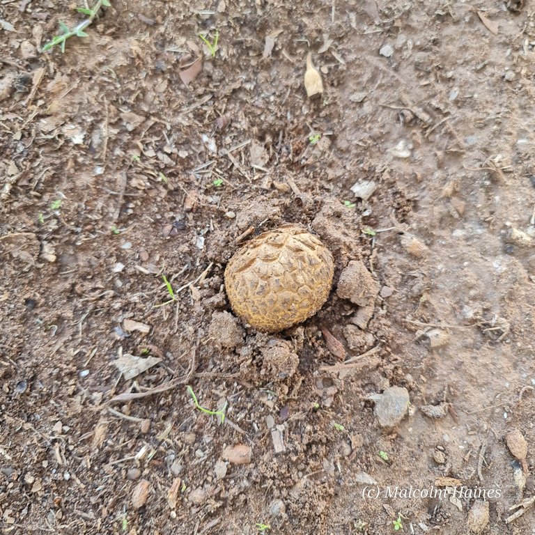 S. cepa