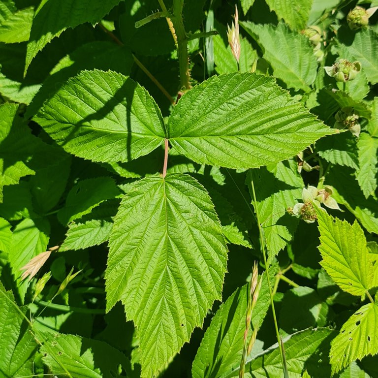 Raspberry leaves