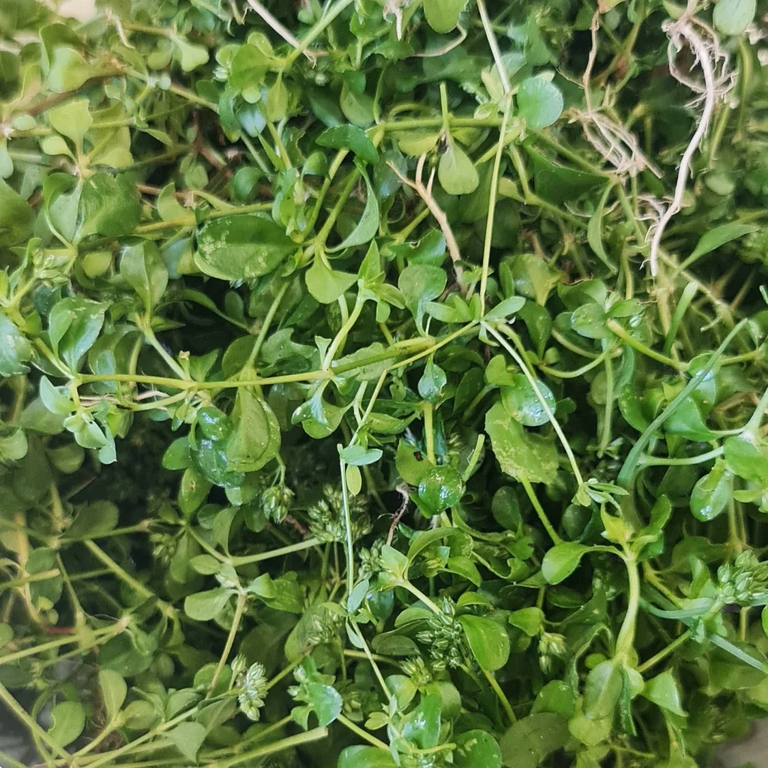 Gather your fresh, juicy herb. Here I'm using Chickweed.