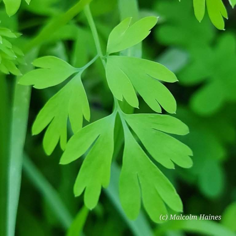 Very soft, green leaves.