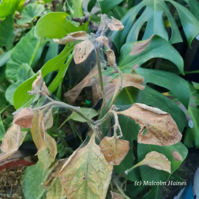 One of the usual signs of summer at our place – Spider Mite damage.