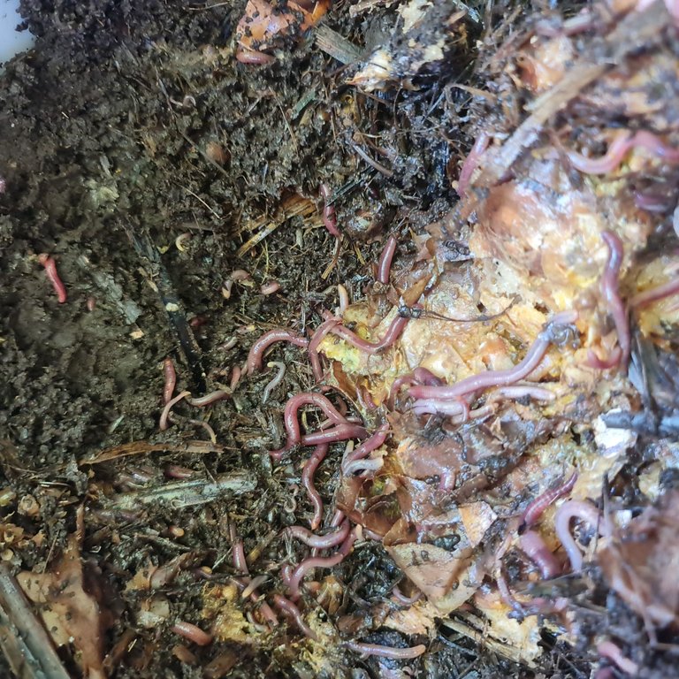 Worms come from miles around!