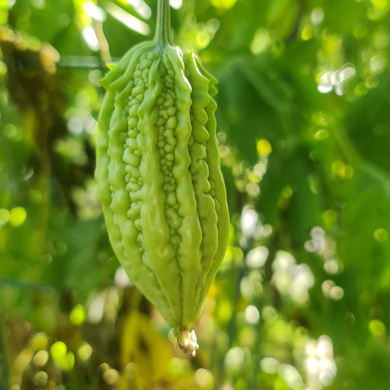 The wrinkly fruit give Amplaya one of its common names -  'Alligator Pear'.