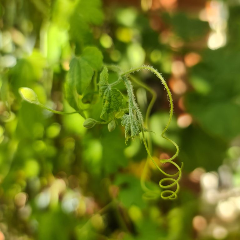 Most Curcubits have edible tendrils. Ampalaya is no different.