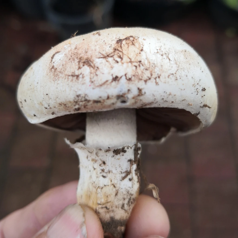 Common Button Mushroom, Agaricus bisporus