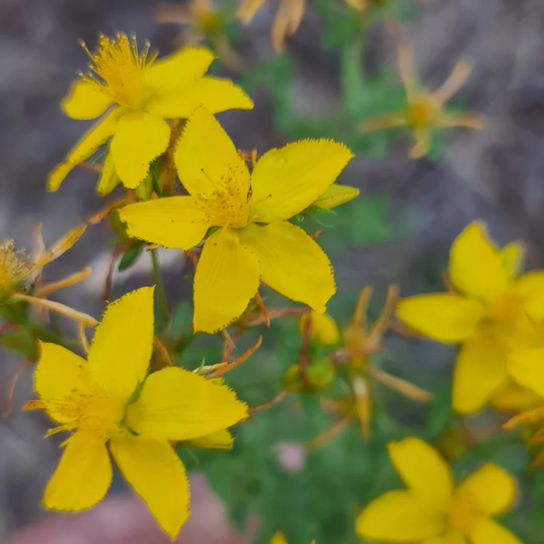 St. John's Wort