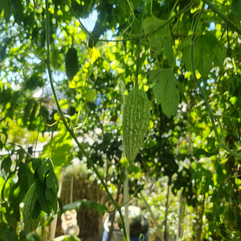 We double up on our Bitter Melon by using it as a climbing shade plant.