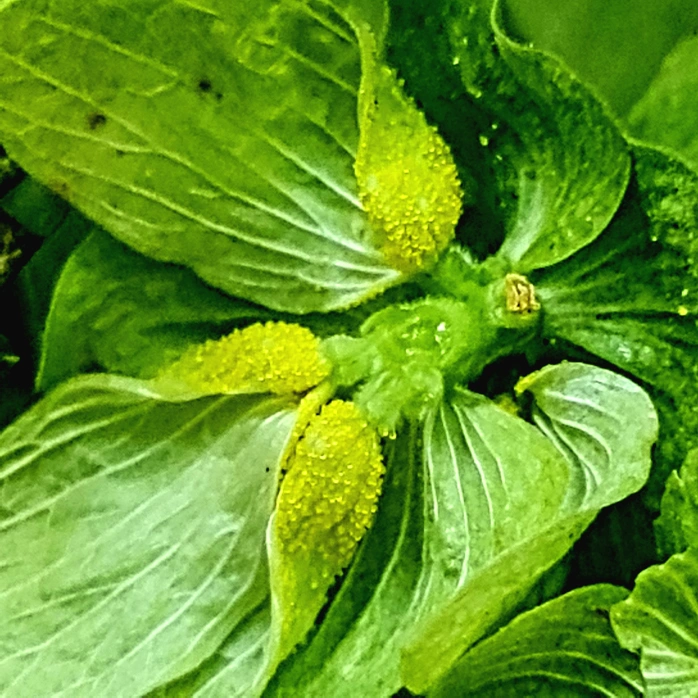 Yellow ‘pollen’ in the cones is called Lupulin.