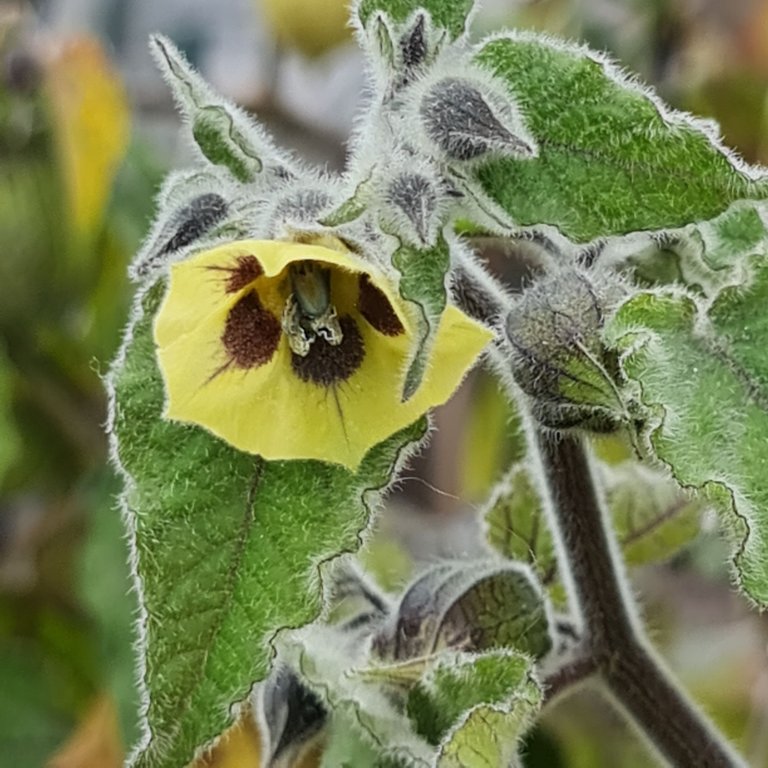 The classic yellow flowers.