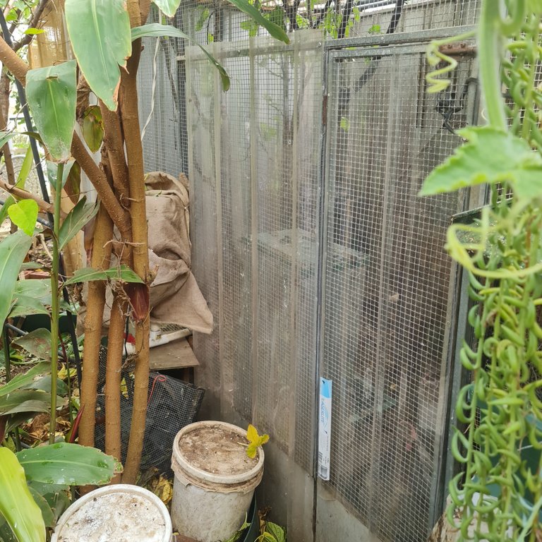 Panels, fermented grain and buckets of sprouts