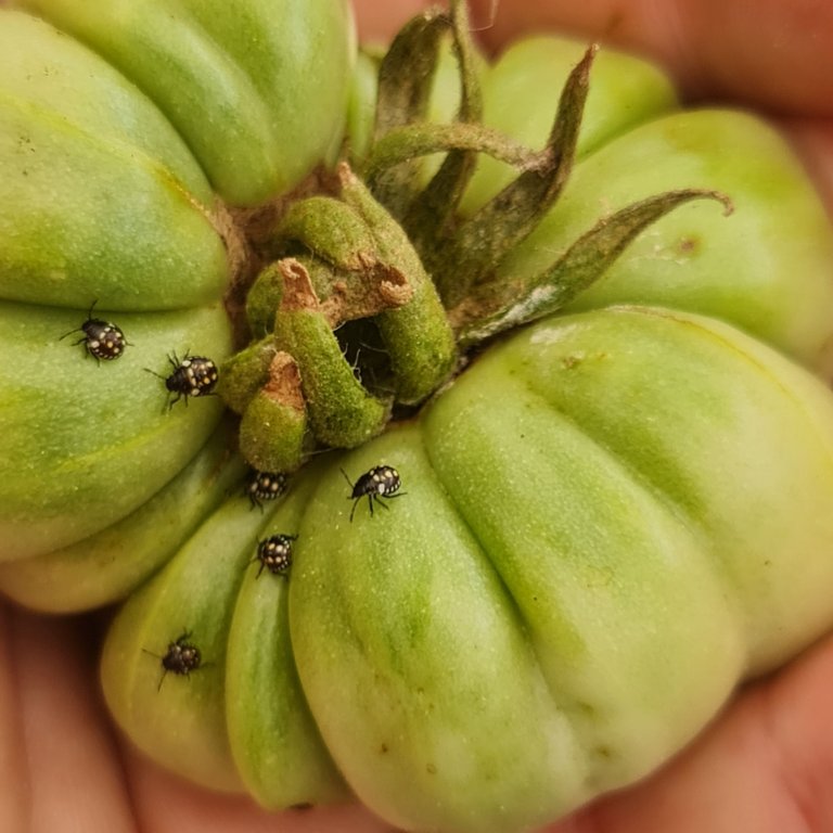 Lots of photo opportunities from the tomatoes