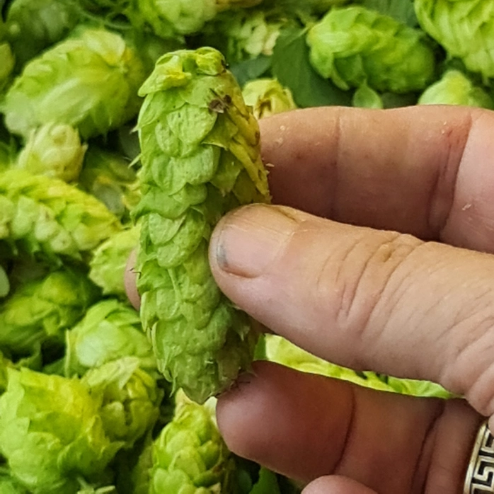A beautiful Hops cone from our Summer 22/23 harvest.