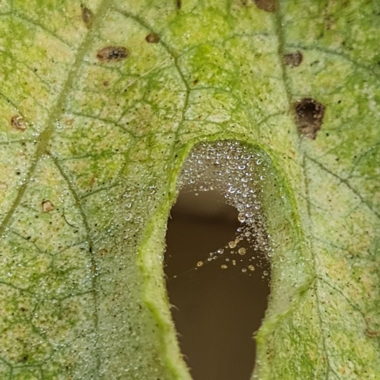 The webbing of Spider Mites sends chills down most gardener's spines...