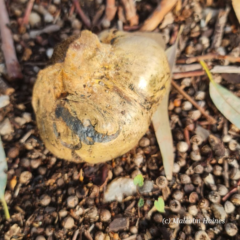 P. tinctoris
