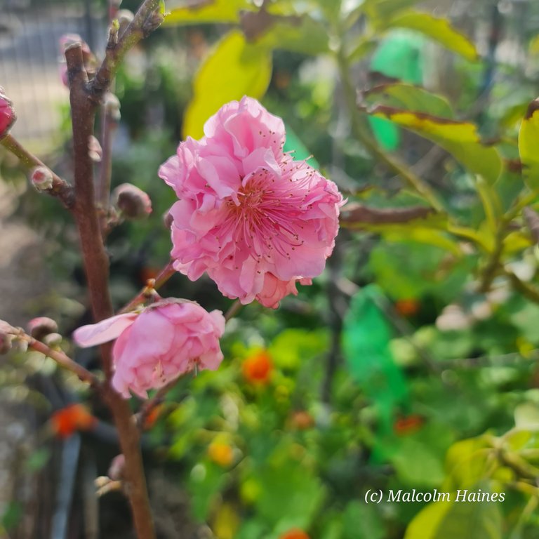 Peaches blossoms.