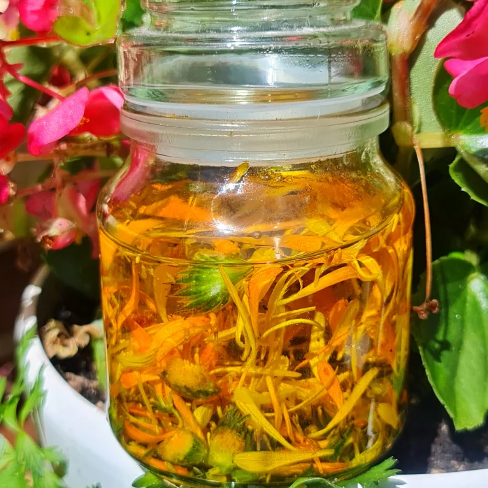 Calendula oil in the making.