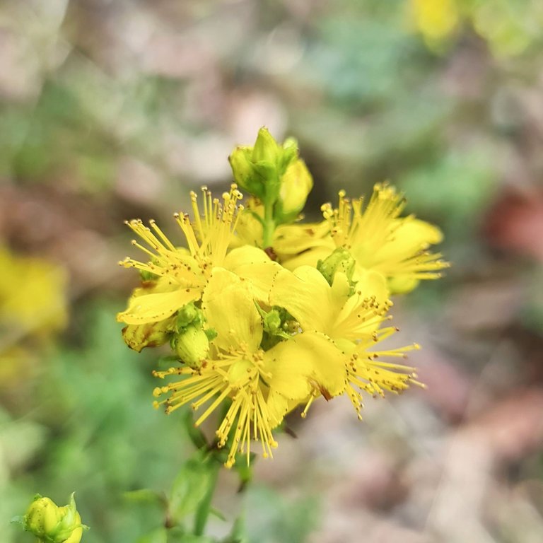 St. John's Wort ( Hypericum perforatum )