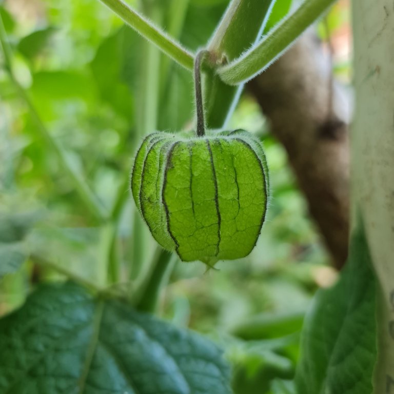 The famous Gooseberry fruit case.