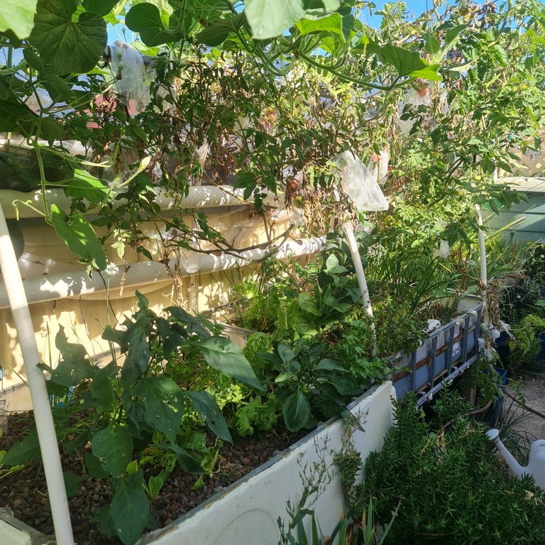 Leafy greens as far as you can see!