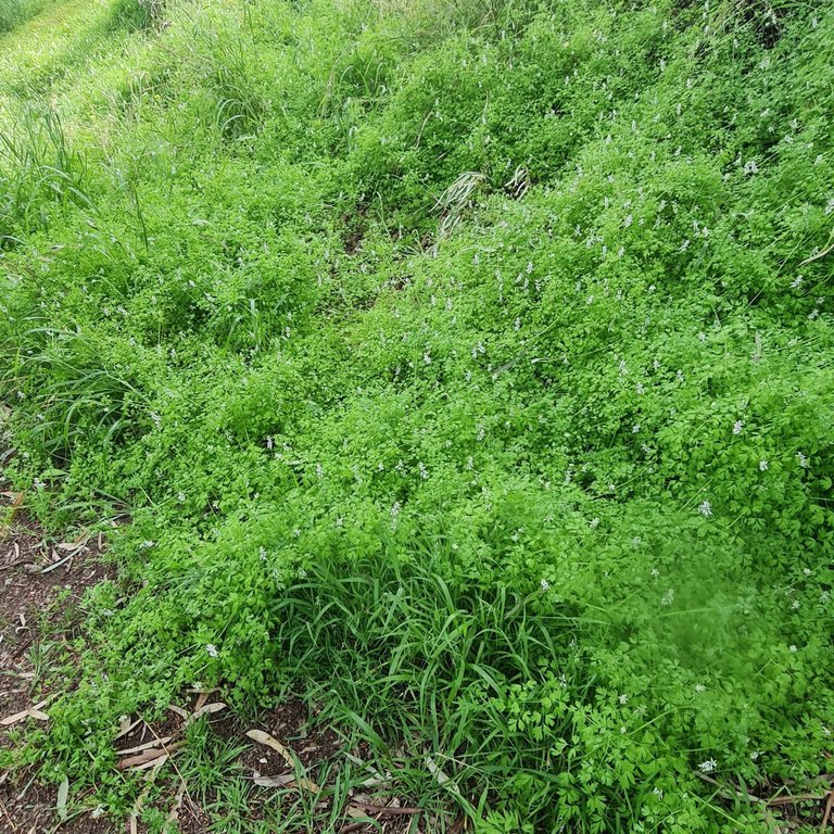 Fumitory can really take over an area!