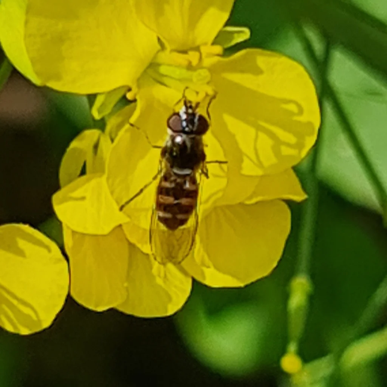 Hoverfly- pollinatorand predator.