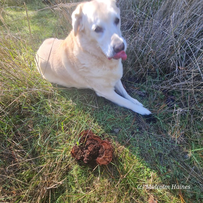 At least Athena was happy running around the forest!