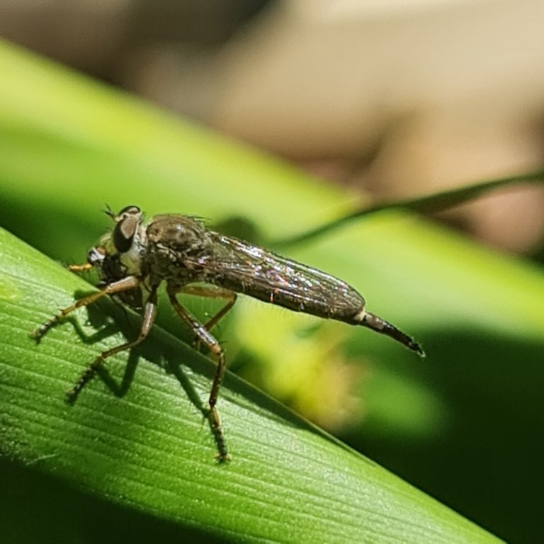 Robber Fly and prey