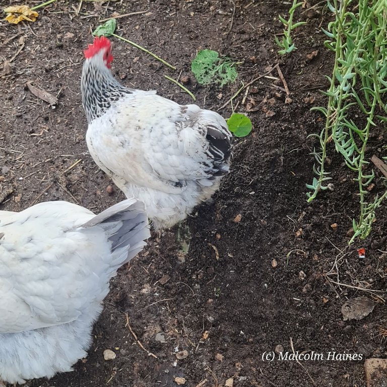 Chickens enjoying g the Spring feast of bugs.