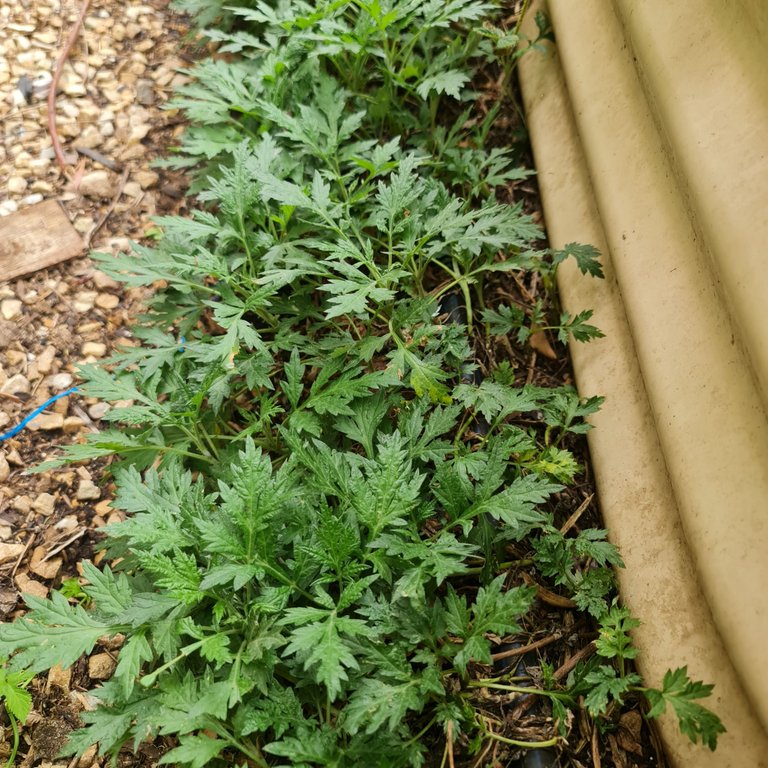 Mugwort grows wild at our place.