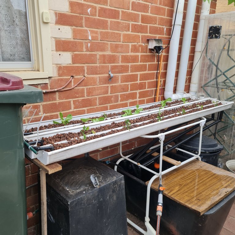 Fast growing leafy greens on the new 'ponics hybrid bed.