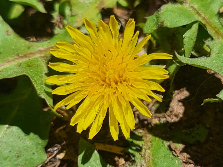 Dandelions are bitter tasting.