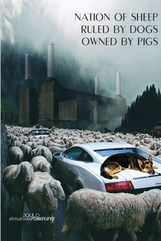 Sheep, dogs, pigs-UMsccGB.jpg