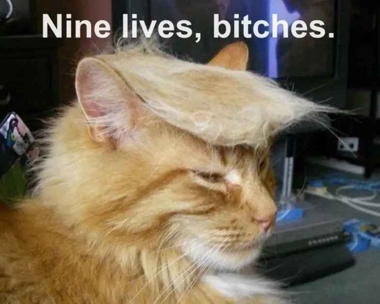 Trump cat-090fa7d37e7127e62d84c71349e52305-original.jpg