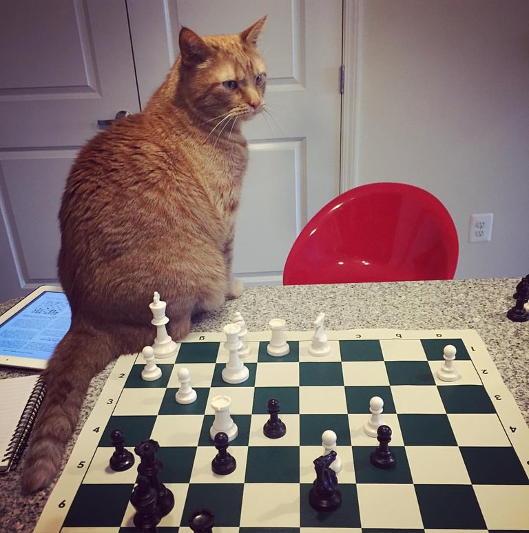 Mark the Chess Cat-php9u4wuB.jpeg