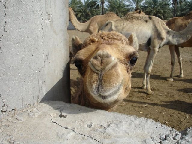 Hidden camel450309994_359d4ad6cc_z_0.jpg