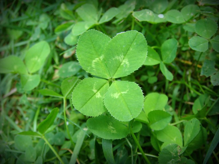 4-leaf_clover.jpg