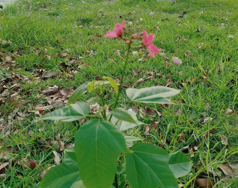 IMG_20250601_090525.jpg