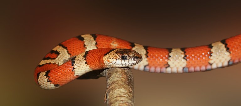 kingsnake-502263_1280.jpg