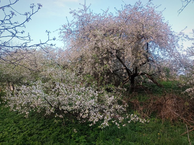 IMG_20250509_131750.jpg