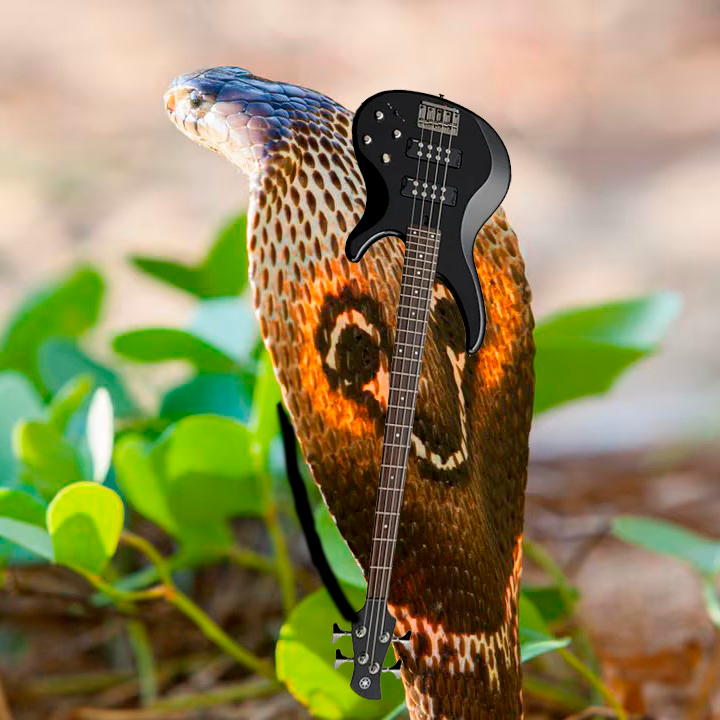 BASSSNAKE.png