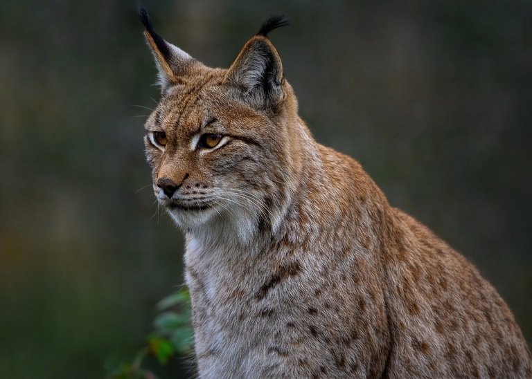 lince marrom.jpg