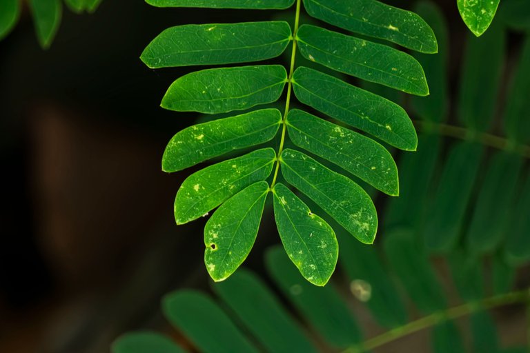 _DSC1849 copia.jpg