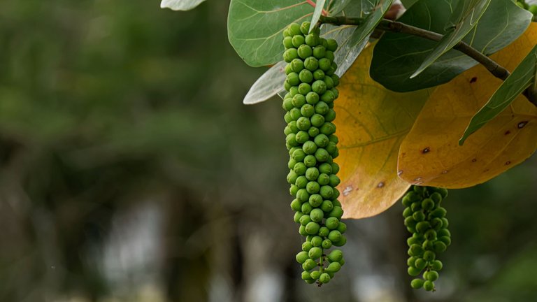 $1