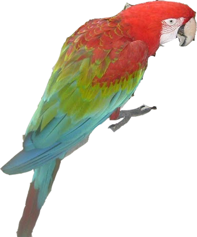 guacamaya2.png