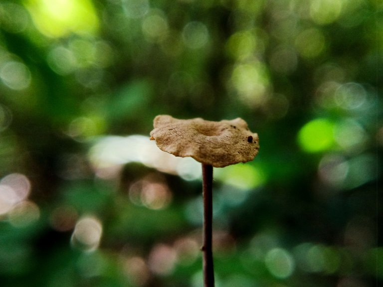 📸Yesterday's Remaining Mushrooms After a Heavy Rain📸