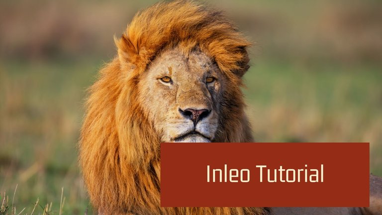 Inleo Tutorial.jpg