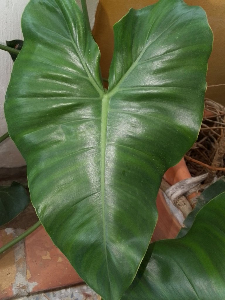 Philodendron Giganteum.jpg